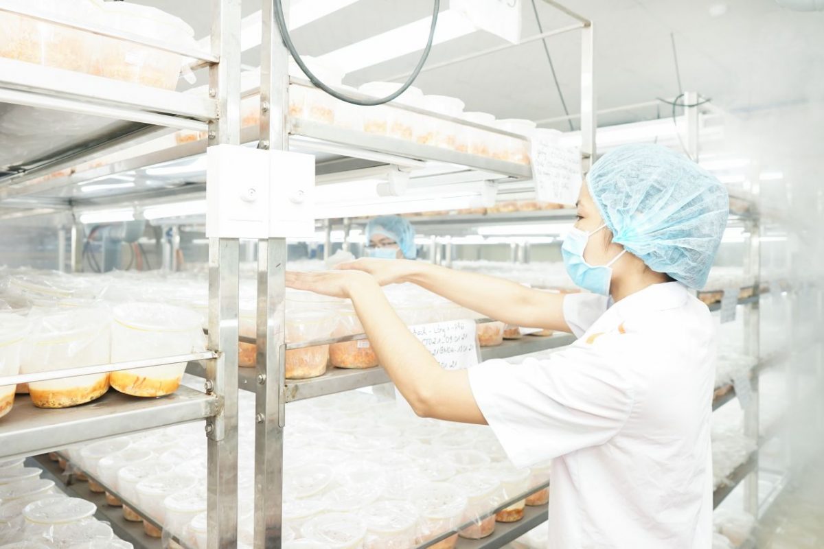 Khu vực nuôi trồng đông trùng hạ thảo Hector